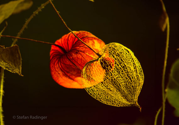 Lampenblume-Physalis alkekengi - Makrofotografie/Photoshop