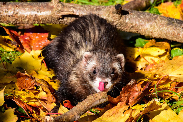 Tierfotografie, Frettchen 