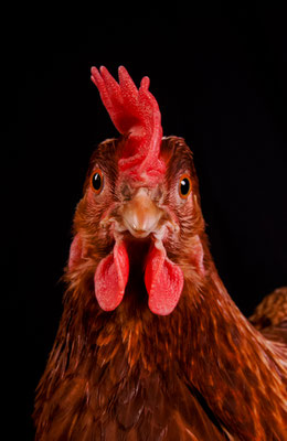 Tierfotografie - Shooti das Huhn