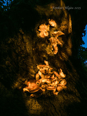 Lightpainting - Pilze am Baumstumpf