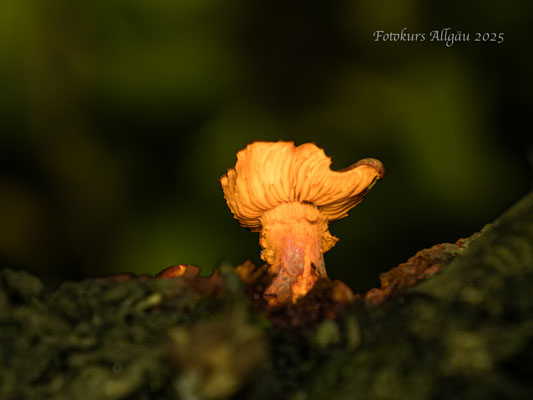 Lightpainting - Pilze am Baumstumpf