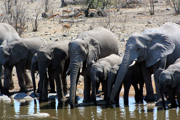 Elefanti - Etosha National Park - Namibia 2007