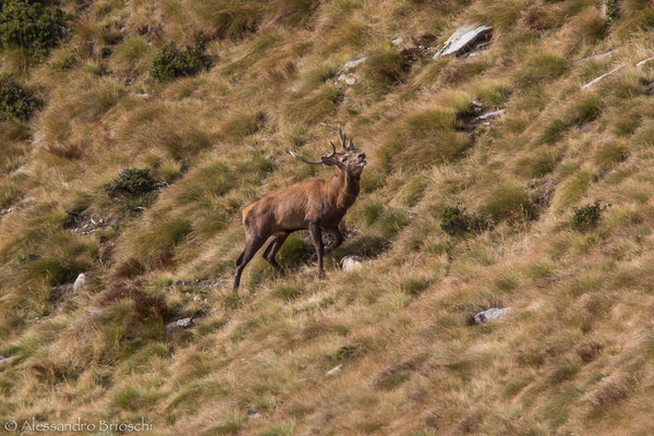 Il bramito del Cervo - Alpe Colina - Ottobre 2013