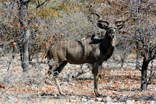 Kudu - Etosha National Park - Namibia 2007