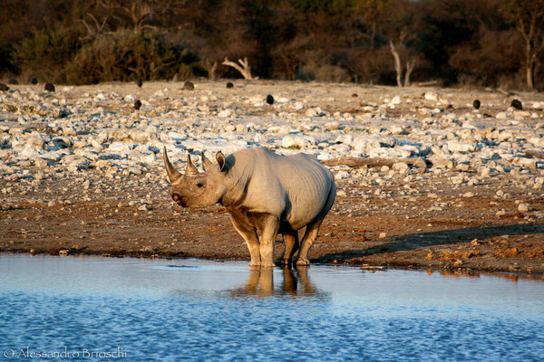 Black Rhino - Etosha National Park - Namibia 2007