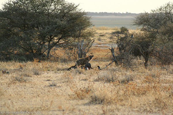 Iena - Etosha National Park - Namibia 2007