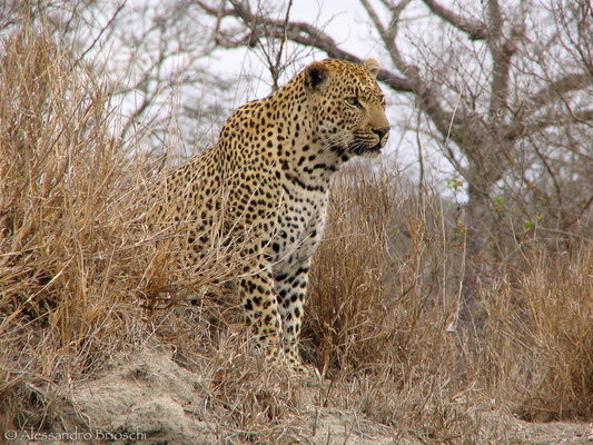 Leopardo - Citwa Citwa Private Reserve - Sud Afica 2007