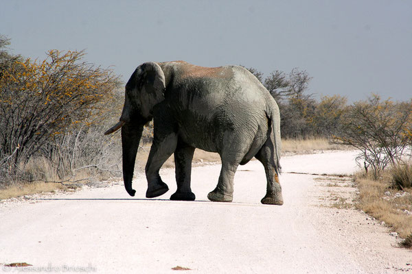 Elefante - Etosha National Park - Namibia 2007
