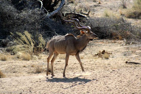 Kudu - Hobatere Reserve - Namibia 2007