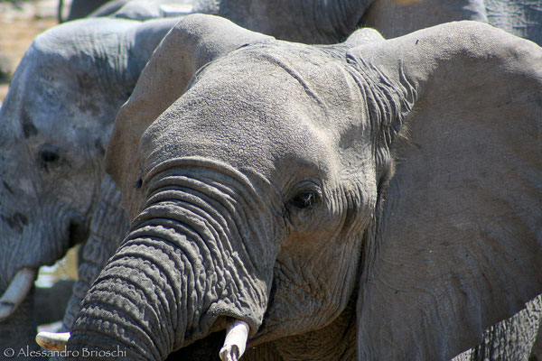 Elefante - Etosha National Park - Namibia 2007