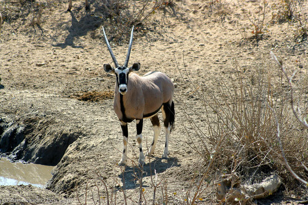 Orix - Hobatere Reserve - Namibia 2007