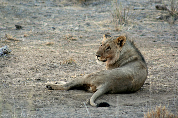 Leone - Hobatere Reserve - Namibia 2007