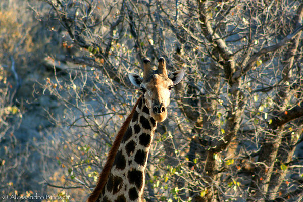 Giraffa - Hobatere Reserve - Namibia 2007
