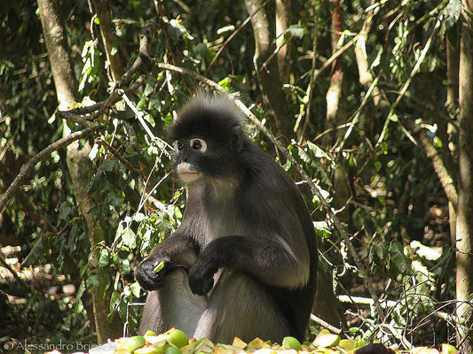 Spectacled Langur - Monkeyland - Sud Africa 2007