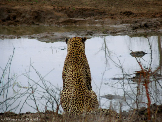 Leopardo - Citwa Citwa Private Reserve - Sud Afica 2007