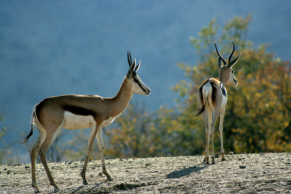 Springbok - Hobatere Reserve - Namibia 2007