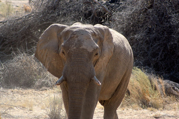 Elefante - Hobatere Reserve - Namibia 2007