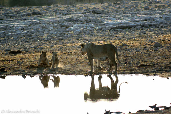 Leoni - Etosha National Park - Namibia 2007