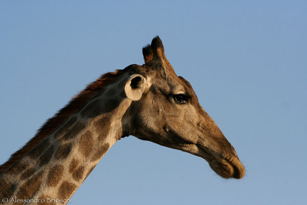 Giraffa - Etosha National Park - Namibia 2007