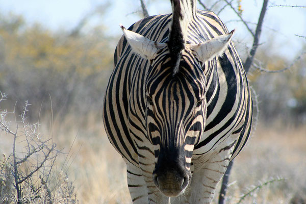 Burchell's Zebra - Etosha National Park - Namibia 2007