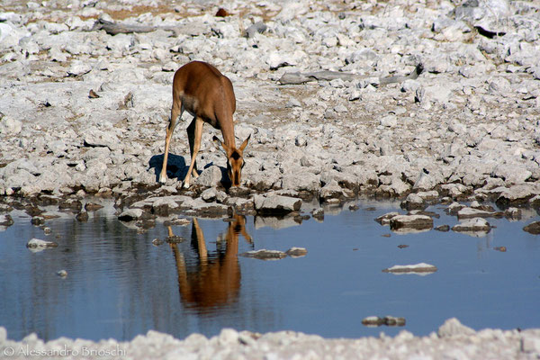 Impala - Etosha National Park - Namibia 2007