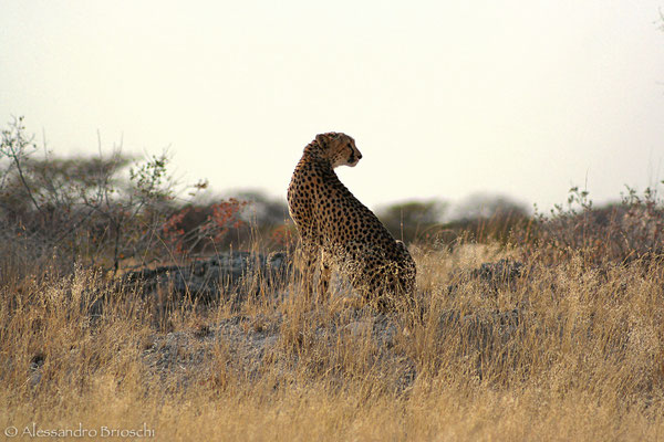 Ghepardo - Etosha National Park - Namibia 2007