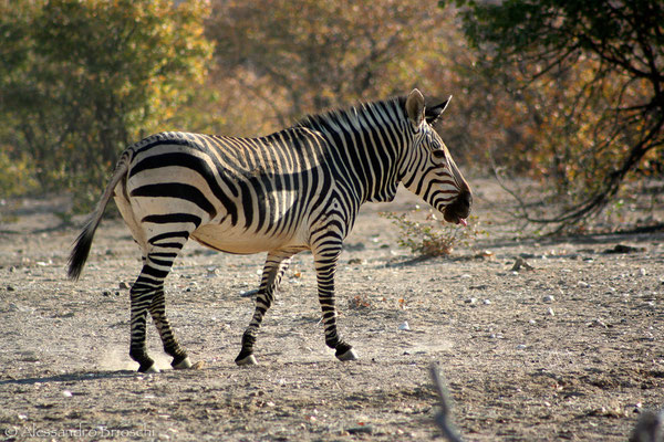 Mountain Zebra - Hobatere Reserve - Namibia 2007