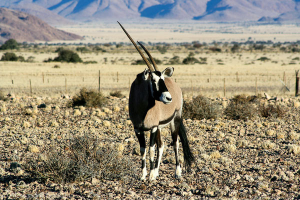 Orix - Namibia 2007