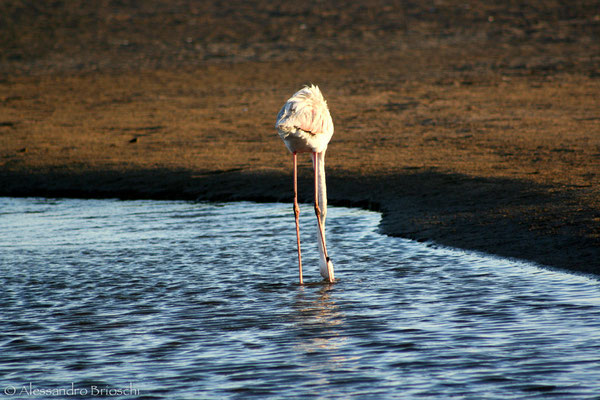 Fenicotteri rosa - Swakopmund - Namibia 2007