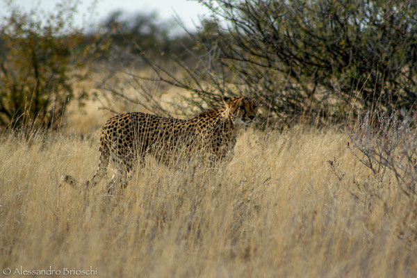 Ghepardo - Etosha National Park - Namibia 2007