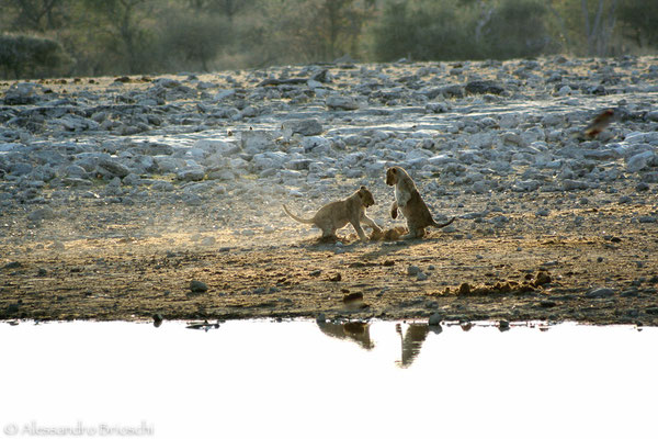 Leoni - Etosha National Park - Namibia 2007