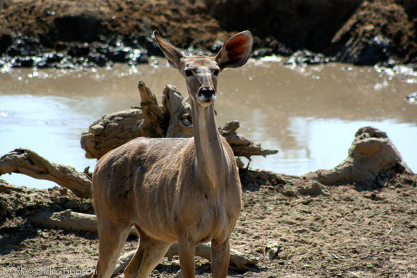 Kudu - Hobatere Reserve - Namibia 2007