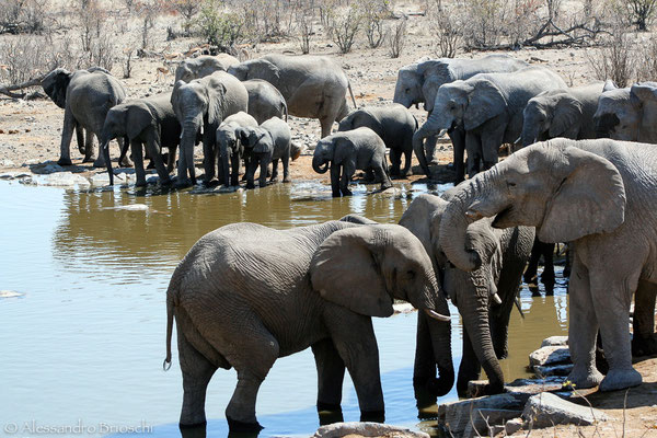 Elefanti - Etosha National Park - Namibia 2007