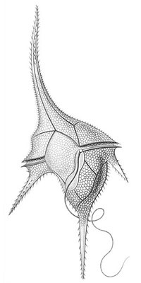 Fonte: https://en.wikipedia.org/wiki/Dinoflagellate