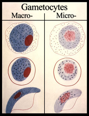 Fonte: https://it.wikipedia.org/wiki/File:Gametocytes_plasmodium_5952_lores.jpg