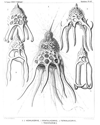 Fonte: https://en.wikisource.org/wiki/Report_on_the_Radiolaria/Plates7