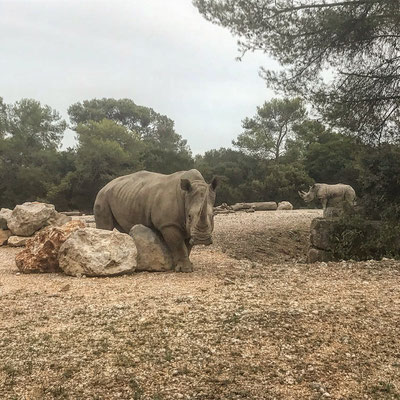 Fashion rhino© Zoo du Lunaret, Montpellier