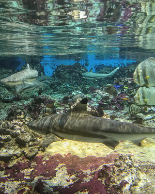 Tapisserie Hawaïenne© Aquarium Mare Nostrum, Montpellier