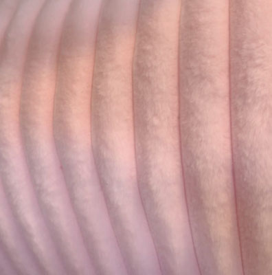ROSA PASTEL