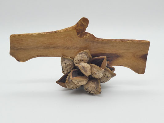Buchzeichen aus Holz - Buche - Baum des Jahres 2022