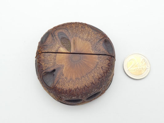 Kartenhalter/Wechselrahmen aus einem Banksiazapfen