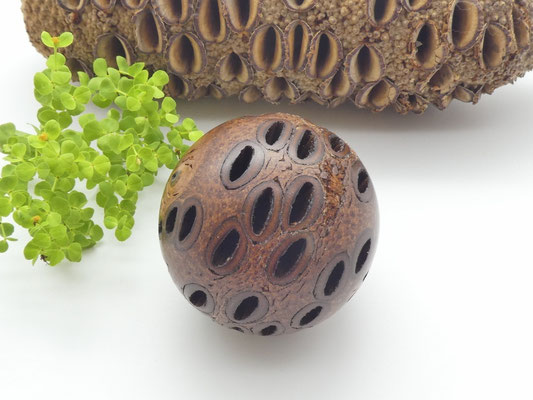 Kugel aus einem Banksiazapfen 63 mm