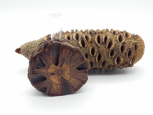 Vase aus einem Banksia-Zapfen