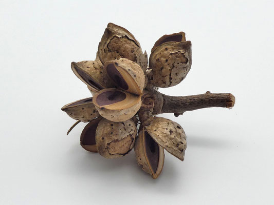 Hakea-Zweig