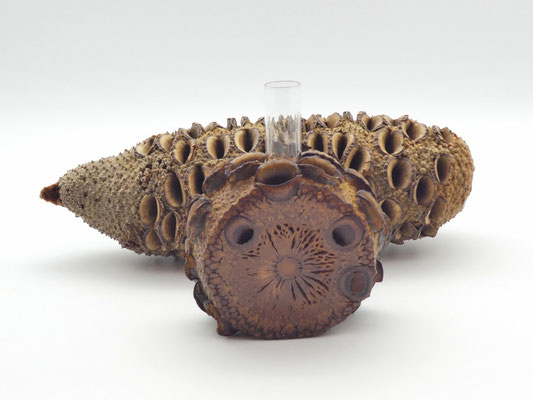 Vase aus einem Banksia-Zapfen