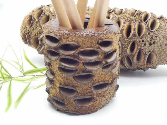 Stiftehalter aus Holz - Banksiazapfen