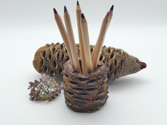 Stiftebecher aus einem Banksiazapfen