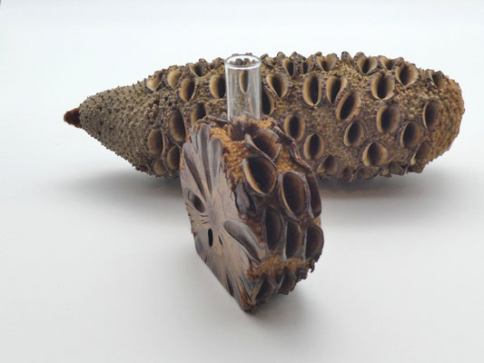 Vase aus einem Banksia-Zapfen