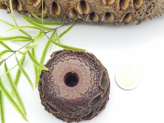 Stiftehalter aus einem Banksiazapfen