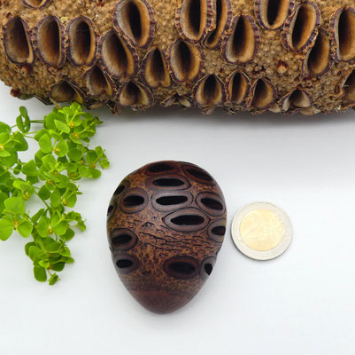 Handschmeichler aus Holz - Banksiazapfen